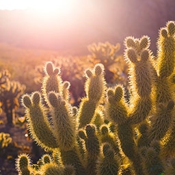 Cactus